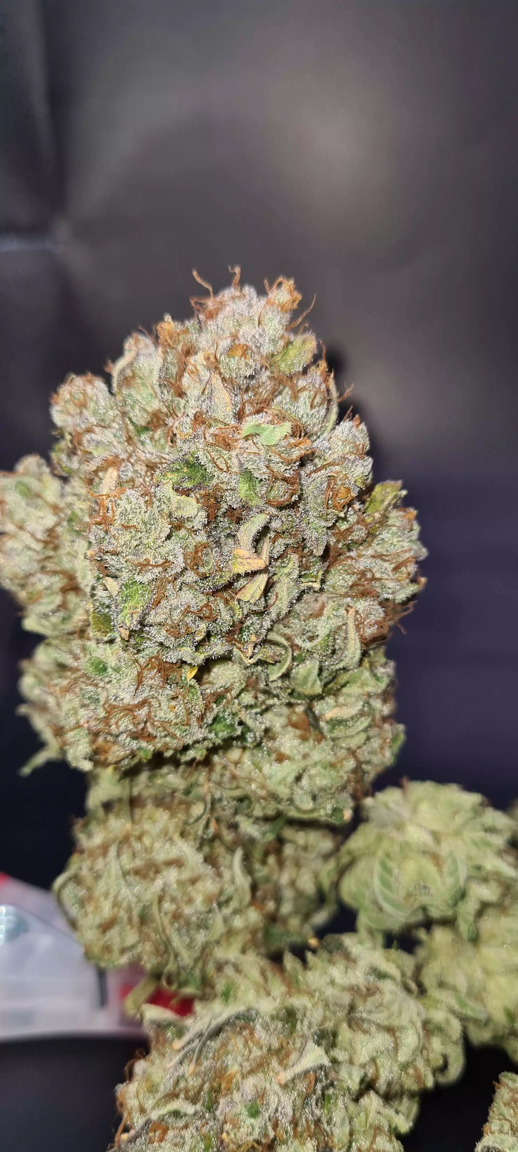 Q4W gen2 by SANlight grow lamp. Lighting information- GrowDiaries