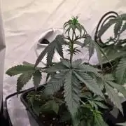 Black Cherry Punch