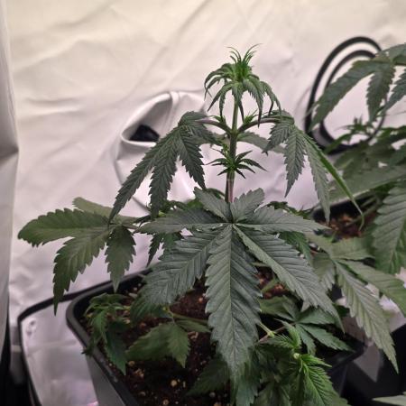 Black Cherry Punch