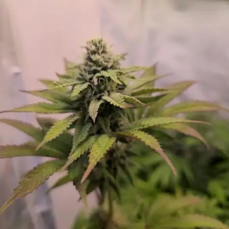 Purple Punch Cookies