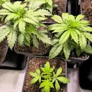 AutoflowerWorldCupBeingThereIsEverything