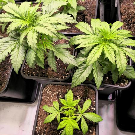 AutoflowerWorldCupBeingThereIsEverything