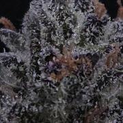 Strawberry Cola Sherbet