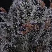 Strawberry Cola Sherbet