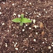 Papaya Jealousy