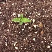 Papaya Jealousy