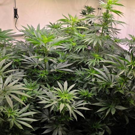 Mexican Sativa