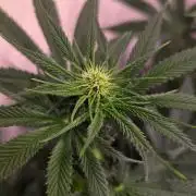 Black Cherry Punch