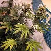 Black Cherry Punch