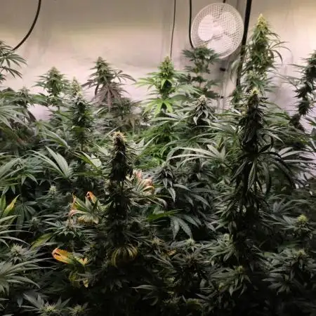 Mexican Sativa