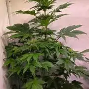 Dosimosa