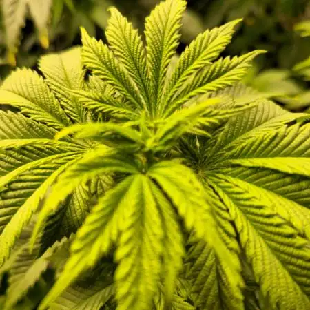 Pink Gorilla RQS