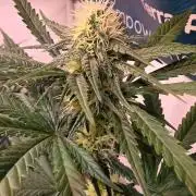 Mandarin Cookies