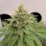 Pineapple Express MSNL