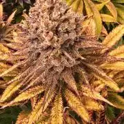 Lemon Mandarin #2