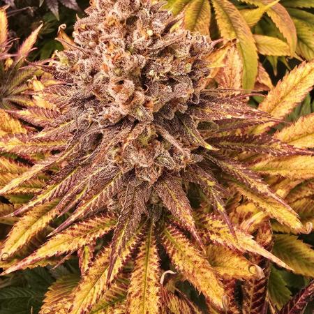 Lemon Mandarin #2