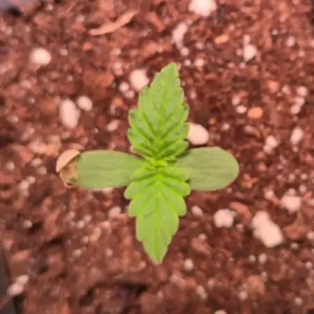 Sour number2