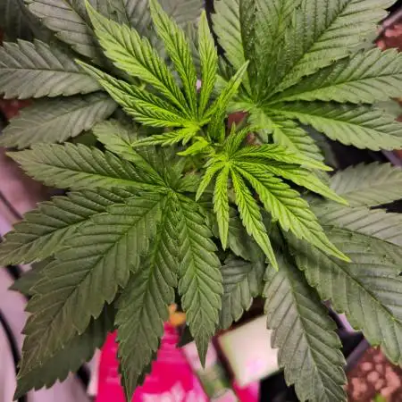 Sour number2