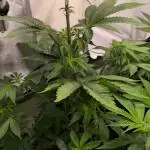 Purple Punch Cookies
