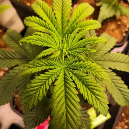 Papaya Stank