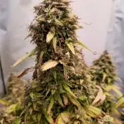 AutoflowerWorldCupBeingThereIsEverything