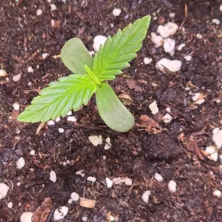 Violett Face Auto