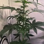 Mandarin Cookies