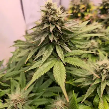 DC Kush
