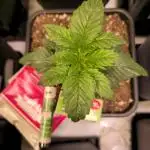 Pink Gelato