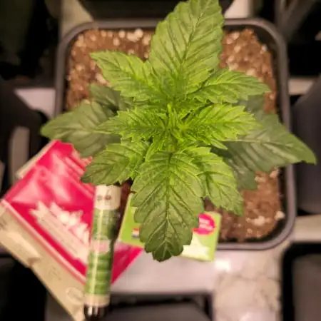 Pink Gelato