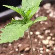 Ztrawberry