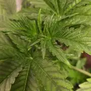 Chikita Manzana