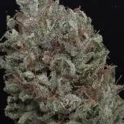 Purple Punch RQS