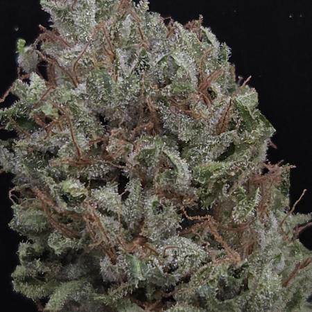 Purple Punch RQS