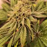 Blue Cookies