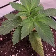 Hash Burger