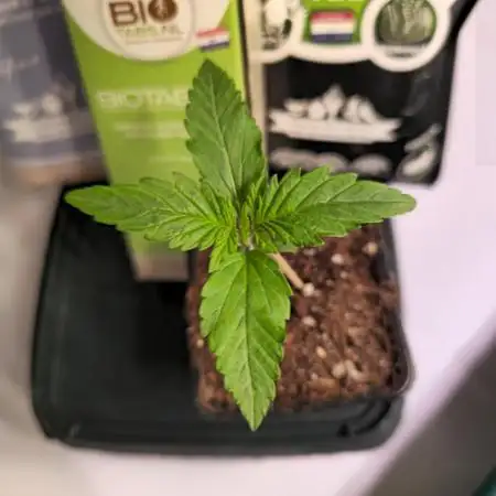 Purple Punch RQS