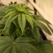 Strawberry Cola Sherbet