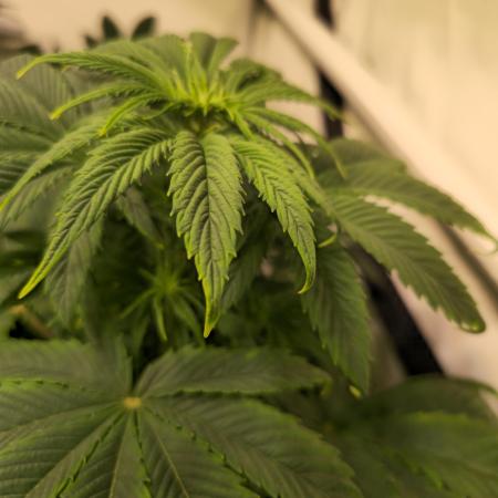 Strawberry Cola Sherbet