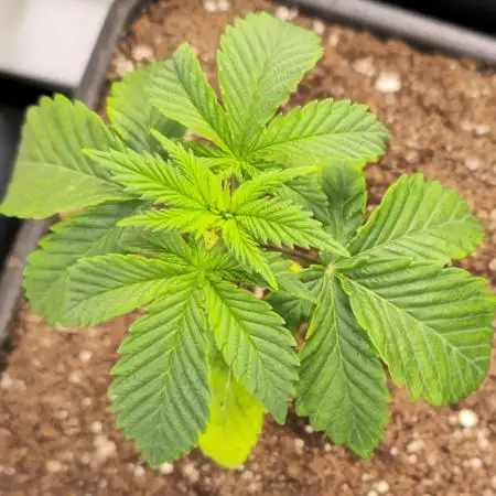 Papaya Stank