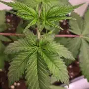 Black Cherry Punch