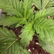 Chikita Manzana