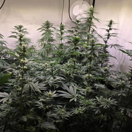 Chikita Manzana