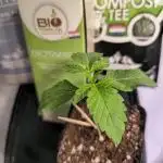 LH2P perfect Tree