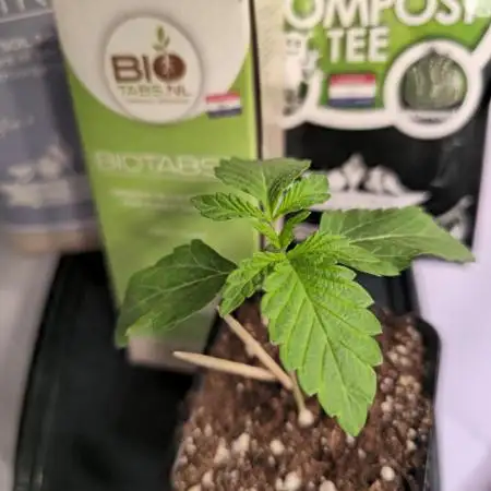 LH2P perfect Tree