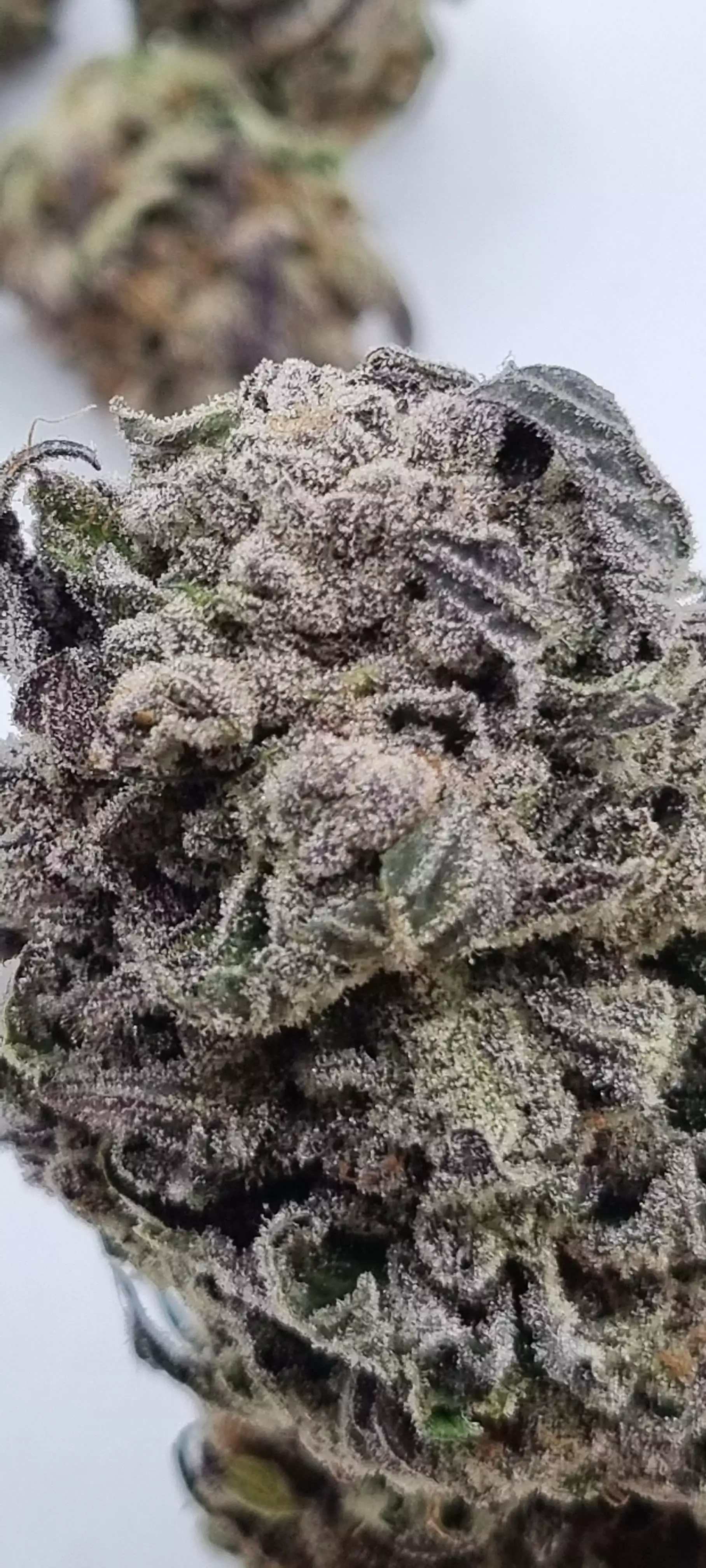Q4W gen2 by SANlight grow lamp. Lighting information- Gro