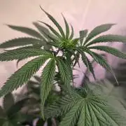 Black Cherry Punch