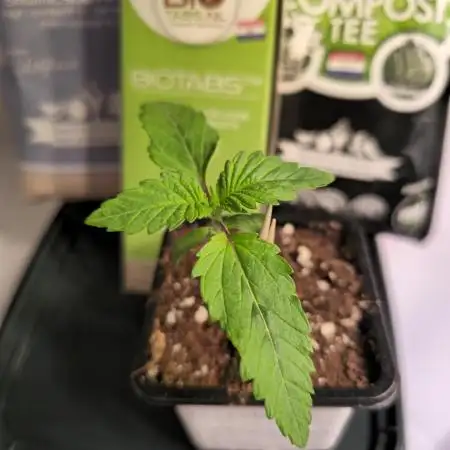 Pink Gorilla RQS