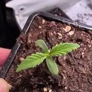 Lemon Cherry Gelato