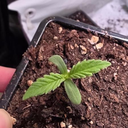 Lemon Cherry Gelato